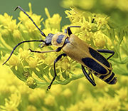 Beetle